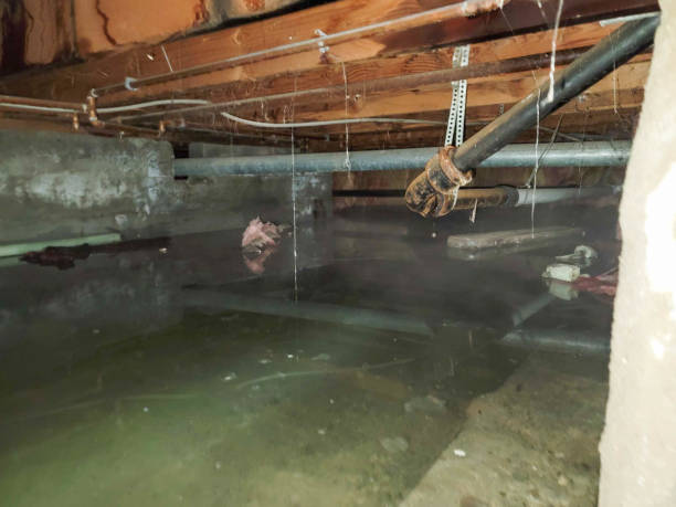Best Water damage contractors near me  in Oglethorpe, GA